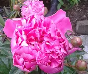 Pfingstrose, 14.06.12.webp