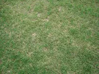 009.webp