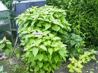 PICT0002.webp