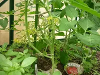 Dattelwein gelb 13.6..webp