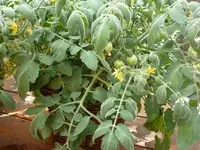 Fuzzy Wuzzy 13.6..webp