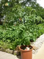 Mexik.Honig 13.6..webp