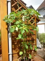 Tomatello.webp