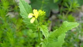 DSCN3110.webp