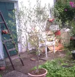 baum ohne name1.webp