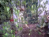 Baum ohne name2.webp