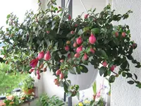 fuchsie.webp