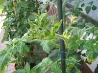 spitze.webp