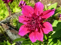 Dahlie.webp