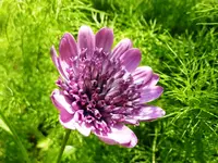 gef._Kappkörbchen.webp