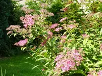 rosa_Strauch.webp