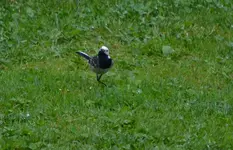 Bachstelze.webp
