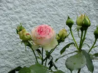 garten 2012 219.webp