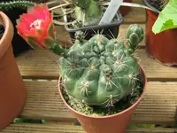 Kakteen 004.webp