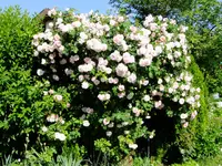 garten 2012 161.webp