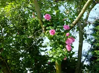 garten 2012 157.webp