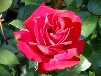 garten 2012 184.webp