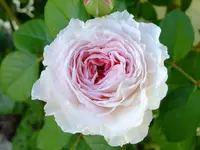 garten 2012 190.webp