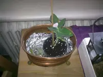 StecklingBallonblume.webp