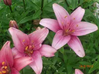 CIMG3039.webp