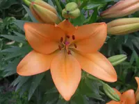 CIMG3041.webp