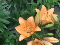 CIMG3042.webp