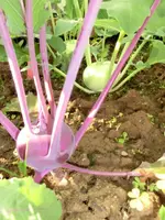 CIMG0328.webp