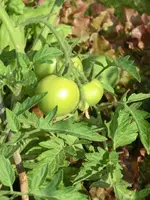 CIMG0331.webp
