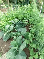 CIMG0335.webp