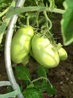 CIMG0332.webp