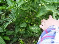 PICT0007.webp