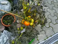 PICT0005.webp
