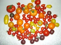 DSCN6720.webp