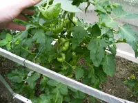 PICT0005.webp