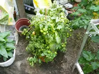 PICT0007.webp