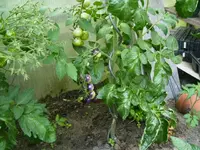 PICT0008.webp