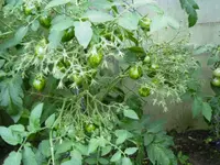 PICT0009.webp