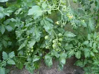 PICT0010.webp