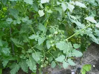 PICT0011.webp