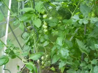 PICT0012.webp