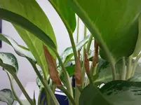 Spatiphyllum4.webp