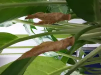 Spatiphyllum3.webp