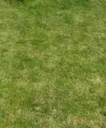 rasen2.webp