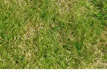 rasen3.webp