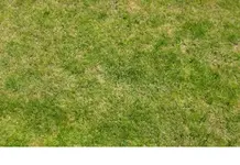 rasen4.webp