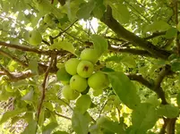 P150612_11.16_[04].webp