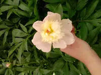 P150612_11.18.webp