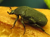 Fetter Käfer auf Baguette.webp