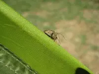 Spinne beim auf der Schanze.webp