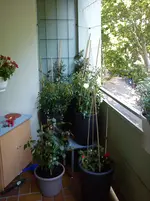 DSC00494.webp